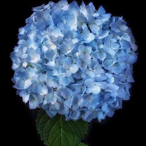 جواد نکایی فاطی طلائه